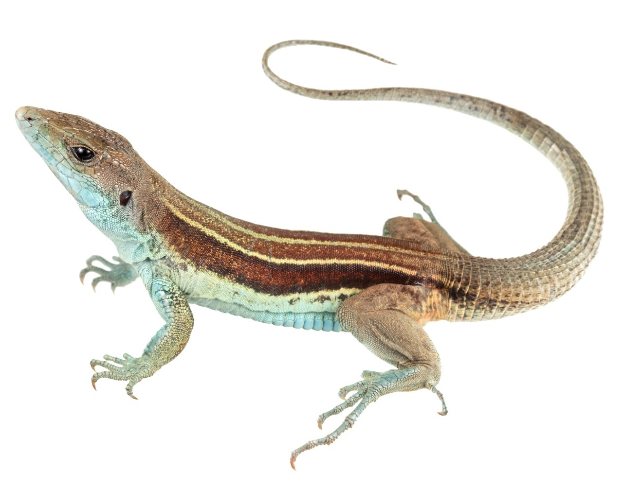 A project to save a threatened lizard in Ecuador!